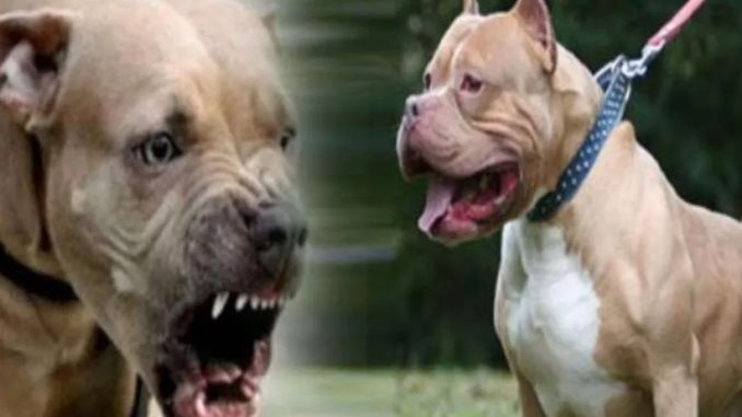 Pitbull dog attacked 12-year-old boy in Muzaffarnagar, got 35 stitches