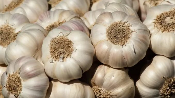 Garlic with hot water is a panacea for health, you will be surprised to know its benefits