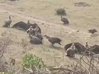 Uttarakhand: Vultures standing on the verge of destruction encamped in Patrampur, forest department engaged in monitoring