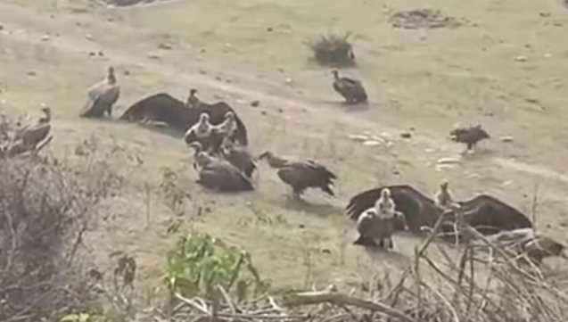 Uttarakhand: Vultures standing on the verge of destruction encamped in Patrampur, forest department engaged in monitoring
