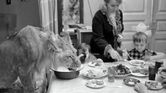 The lion was kept in the house, then the wild animal showed its color, the son was eaten in front of the mistress!