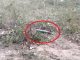 Bomb found a few steps away from CM's residence in Haryana, police of 2 states deployed in large numbers