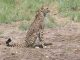 Cheetahs are going to come again in India! deal with this country