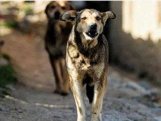 Just now: Dog became 'man-eater' in Bihar, hunted 80 people, heavy force deployed in the area