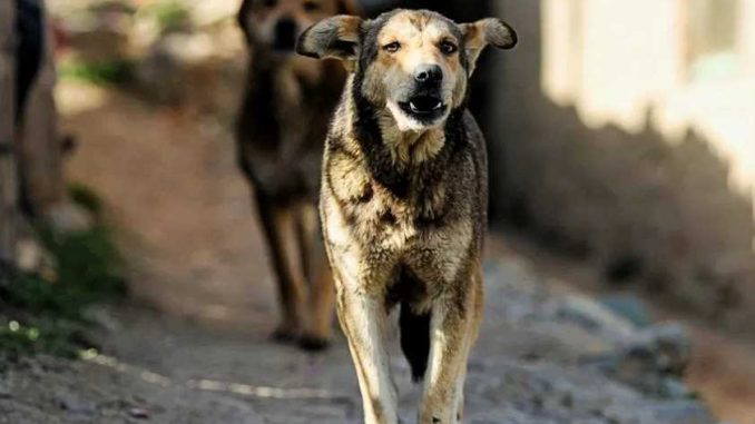 Just now: Dog became 'man-eater' in Bihar, hunted 80 people, heavy force deployed in the area