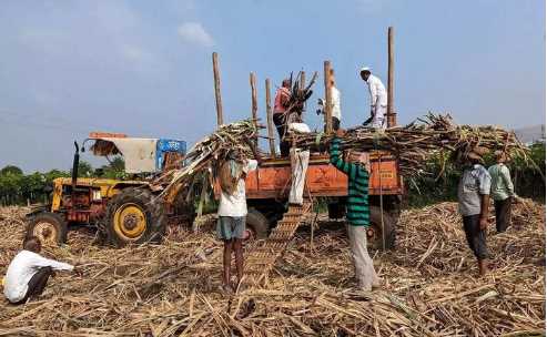 Good news for farmers in Haryana: This big news came about the rate of sugarcane...
