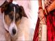 After divorcing her husband, the woman married the dog, said - I am more happy with him