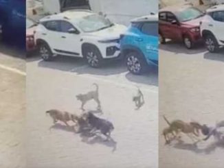 Dogs pounced on a 4-year-old child walking on the road, dragged him, took his life, this video will shock you