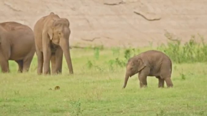 Elephant's child was doing mischief by running away, on seeing this he started doing such act