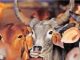 Big network of cow protectors revealed in Haryana: 20 thousand youths are associated with 3 organizations