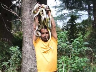 Mahadev's grace: Bitten 12 times in a day, no doctor-no medicine, Sonu Thakur has rescued 906 snakes so far