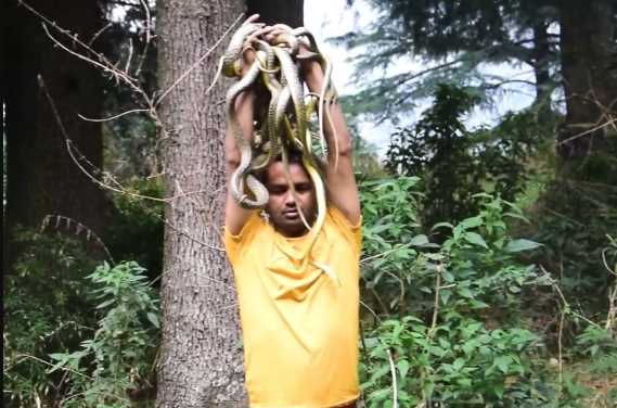 Mahadev's grace: Bitten 12 times in a day, no doctor-no medicine, Sonu Thakur has rescued 906 snakes so far