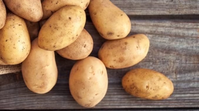'Fake' potatoes are being found in the market... you are not even eating them.