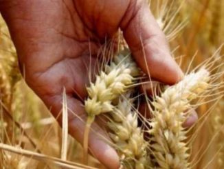 Haryana and Punjab farmers hit by weather, damage to wheat crop due to dry weather