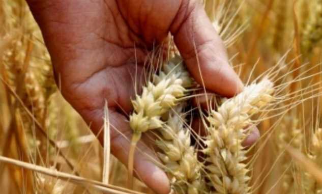 Haryana and Punjab farmers hit by weather, damage to wheat crop due to dry weather
