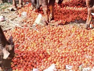 Uttarakhand's tomatoes ruined due to Sri Lanka, Pakistan's deteriorating condition, farmers forced to throw produce on the roads