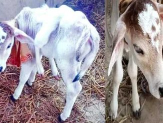 Cow gave birth to a calf with six legs and two tails in Uttarakhand, see photos