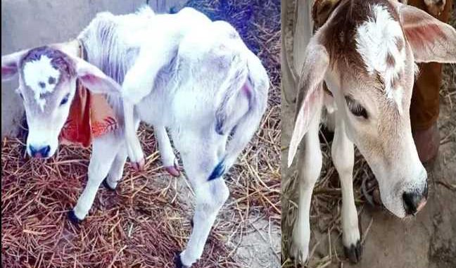 Cow gave birth to a calf with six legs and two tails in Uttarakhand, see photos