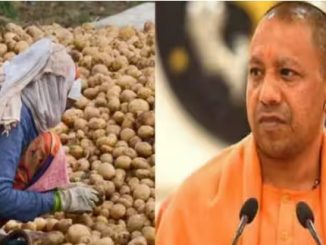 Yogi government gave a big gift to potato farmers, purchase will be done at this rate; release order