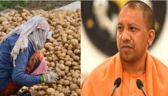 Yogi government gave a big gift to potato farmers, purchase will be done at this rate; release order