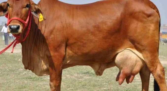This breed of cow gives 50 to 80 liters of milk in just 1 day, making animal husbandry a millionaire