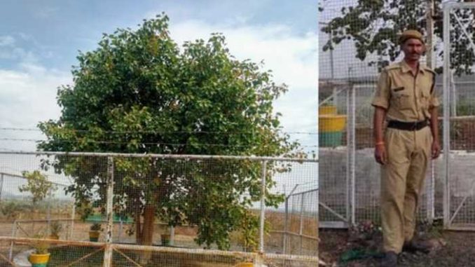 This is India's richest tree, the government spent 64 crores in its security, know what is so special