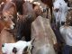 Muzaffarnagar: 53 cattle loaded in trucks were freed, four accused arrested