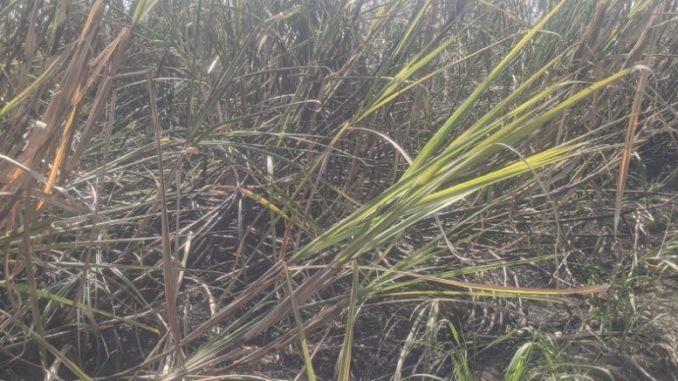 Sugarcane worth lakhs burnt in Muzaffarnagar, crops worth two and a half lakh burnt to ashes