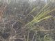 Sugarcane worth lakhs burnt in Muzaffarnagar, crops worth two and a half lakh burnt to ashes