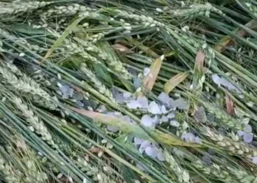 Heavy hailstorm in these districts of Haryana, farmers' crops destroyed