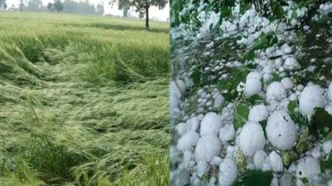 Muzaffarnagar: Unseasonal rain and hailstorm became a curse for the farmers, many crops were completely ruined
