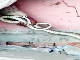 Chaos during digging in Anganwadi center, snakes came out from under the floor