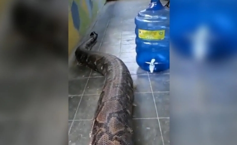 This is the world's biggest snake, even the crane men get sweaty while lifting it!
