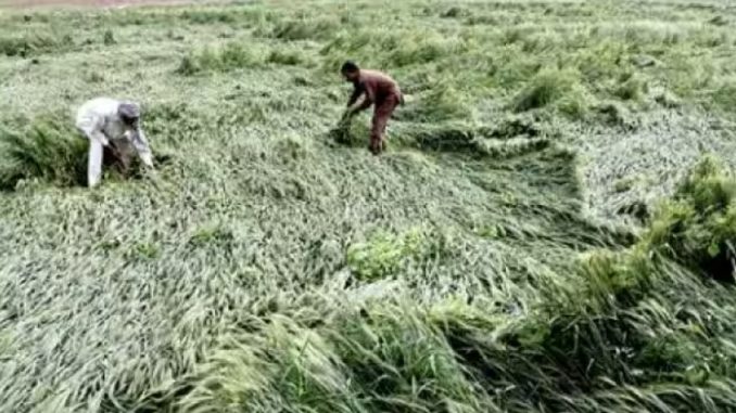 Rain storm caused havoc in Muzaffarnagar, heavy damage to crops