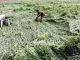 Rain storm caused havoc in Muzaffarnagar, heavy damage to crops