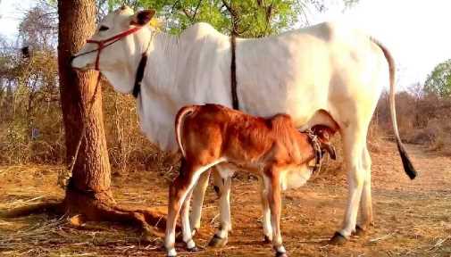 Cow will give birth to test tube baby for the first time in Madhya Pradesh