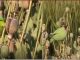 Parrots of Madhya Pradesh became drug addicts! Opium crop is licking, farmers in tension