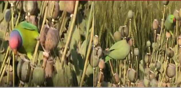 Parrots of Madhya Pradesh became drug addicts! Opium crop is licking, farmers in tension