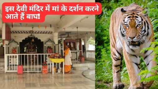Tigers come to visit this goddess temple! Miracles happen in Navratri