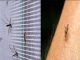 Be careful if you drive mosquitoes away with these methods! Risk of cancer, shocking revelations in research
