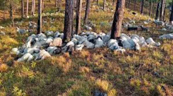 bad-weather-in-uttarakhand-350-goats-died-due-to-lightning