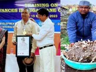 Uttarakhand's farmer registered his name in the world's greatest record by producing 25 kg of turmeric from one turmeric plant by doing organic farming.