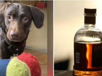 This dog drinks only alcohol, the world's first animal..Treatment started for this addiction
