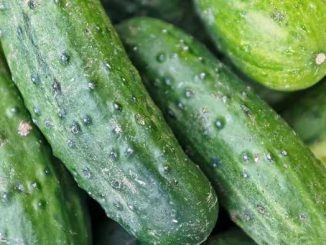 If you start eating cucumber in this way in summer, then the weight will start decreasing rapidly, people will ask the secret of fitness