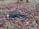 Encounter in Balaghat, Madhya Pradesh, two female Naxalites killed with a reward of 28 lakhs