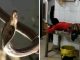 Snake entered the private part! When the doctors saw, they were shocked, they were surprised when...