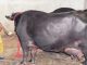 Haryana's 'Ganga' buffalo cost Rs 15 lakh, record of giving 31 liters of milk daily!