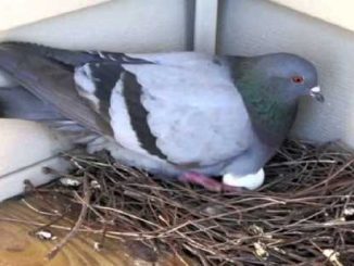 Vastu Tips: Making bird-pigeon's nest in the house has a direct effect on the bank balance, know the result!