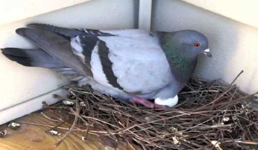 Vastu Tips: Making bird-pigeon's nest in the house has a direct effect on the bank balance, know the result!