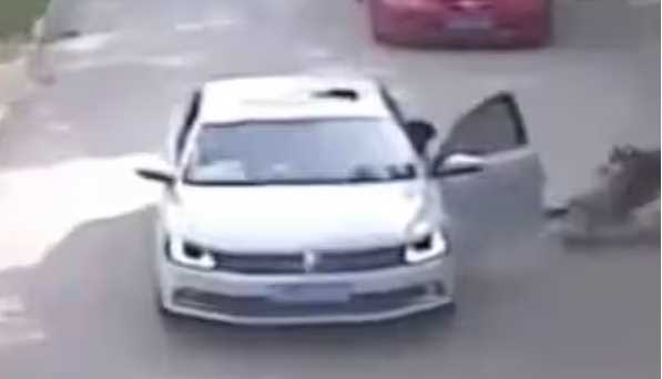 Creepy! After an argument with her husband, the woman got down from the car, the tiger dragged her